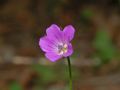 Geranium columbinum